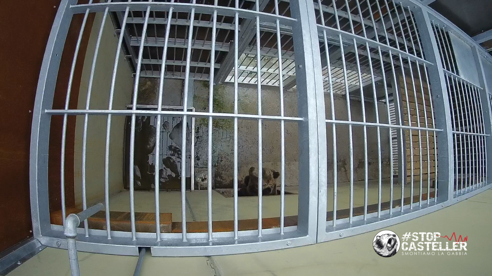 #stopcasteller – ecco le reali condizioni degli orsi detenuti
